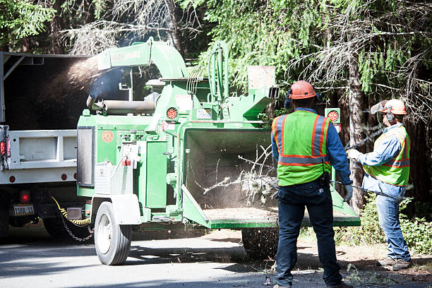 Best Tree Health Inspection  in Granbury, TX