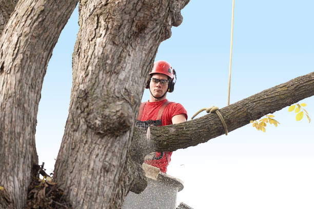 How Our Tree Care Process Works  in  Granbury, TX